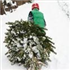 Christmas Tree Pickup